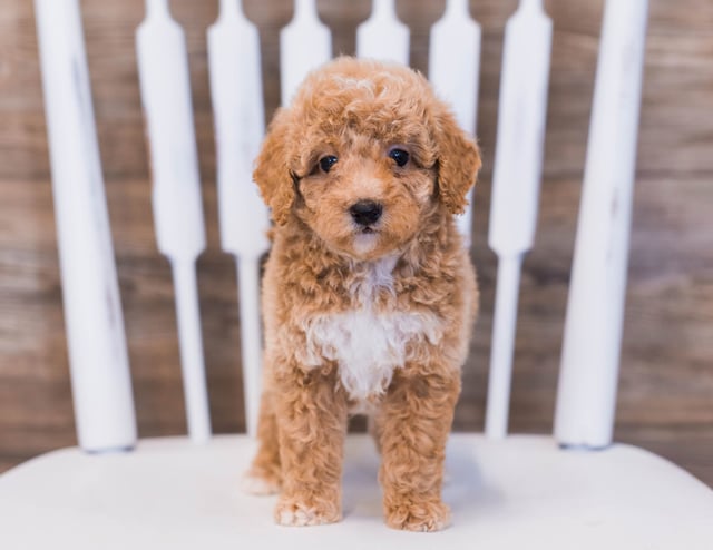 A picture of a Peter, a gorgeous Petite Poodles for sale