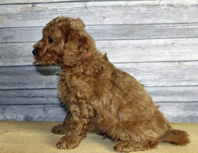 Usher came from Penny and Taylor's litter of F1B Goldendoodles