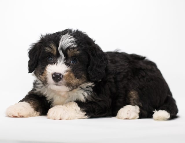 Foz came from Tyrell and Stanley's litter of F1 Bernedoodles