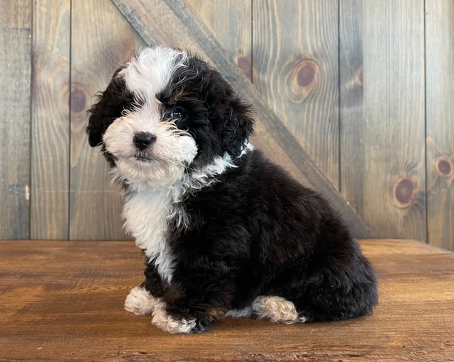 Ava came from Jersey and Bentley's litter of F1 Bernedoodles