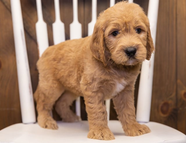 A picture of a Skippy, one of our Standard Goldendoodles puppies that went to their home in Maryland