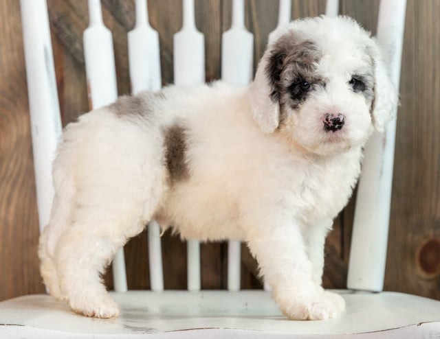 Lance is an F1B Sheepadoodle that should have  and is currently living in Illinois