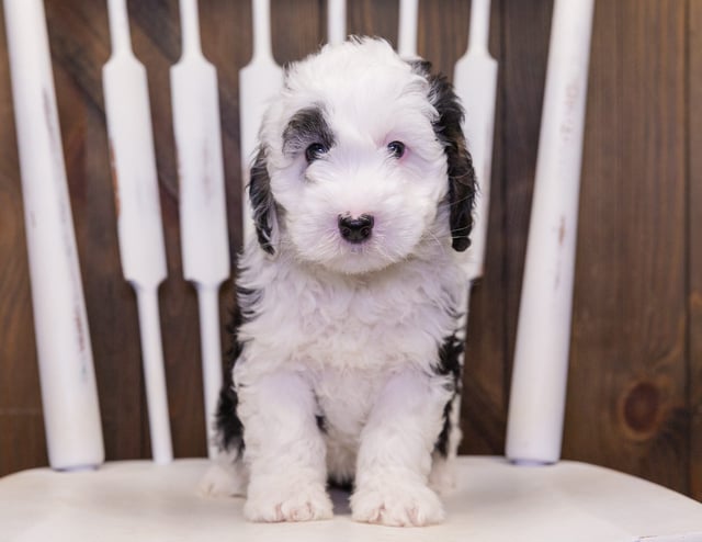 Carly came from Harlee and Parker's litter of F1B Sheepadoodles