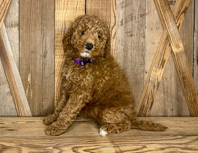 Josie is an F1BB Goldendoodle.