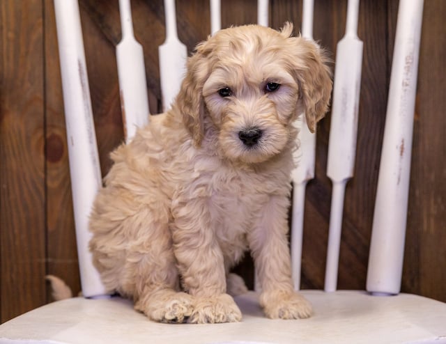 A picture of a Tarzon, one of our Standard Goldendoodles puppies that went to their home in South Dakota