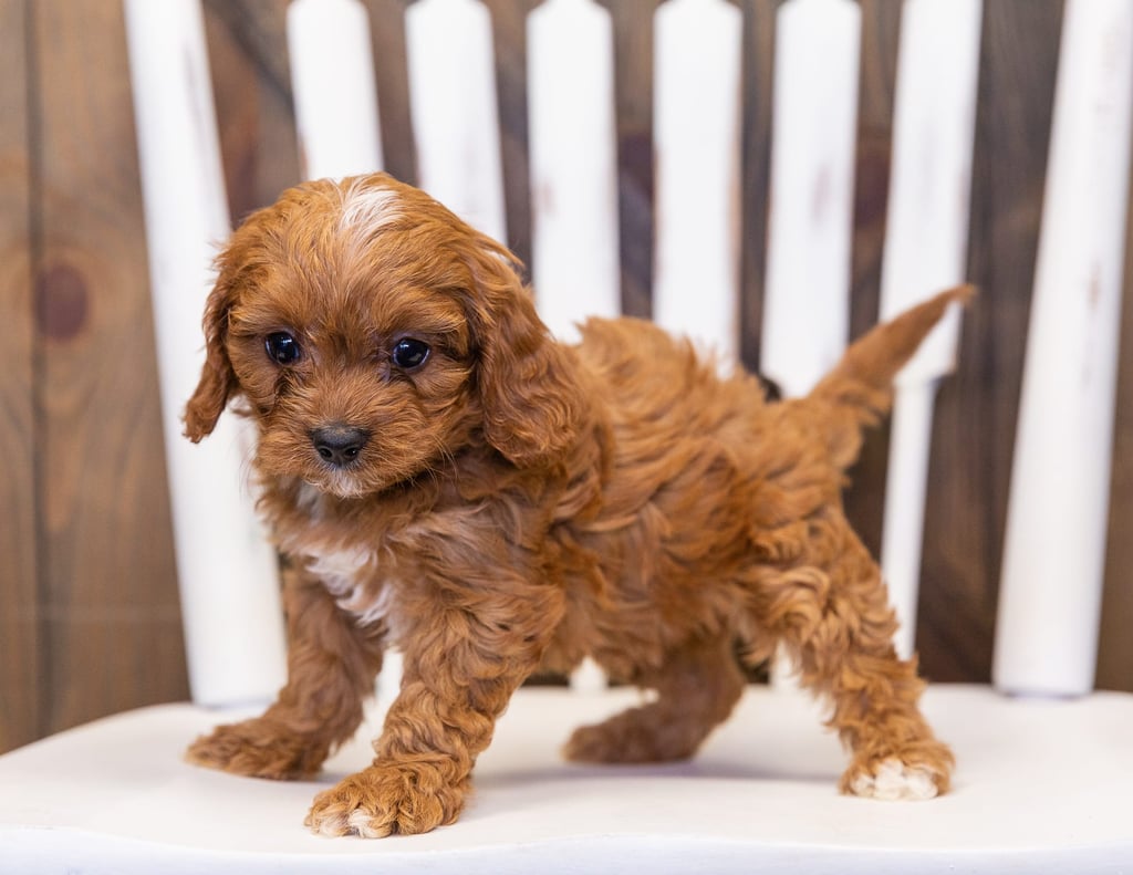 Nassi is an F1 Cavapoo that should have  and is currently living in Minnesota