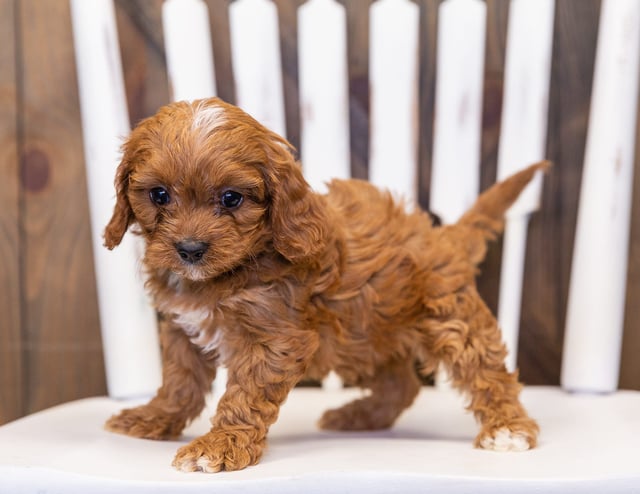 Nassi is an F1 Cavapoo that should have  and is currently living in Minnesota