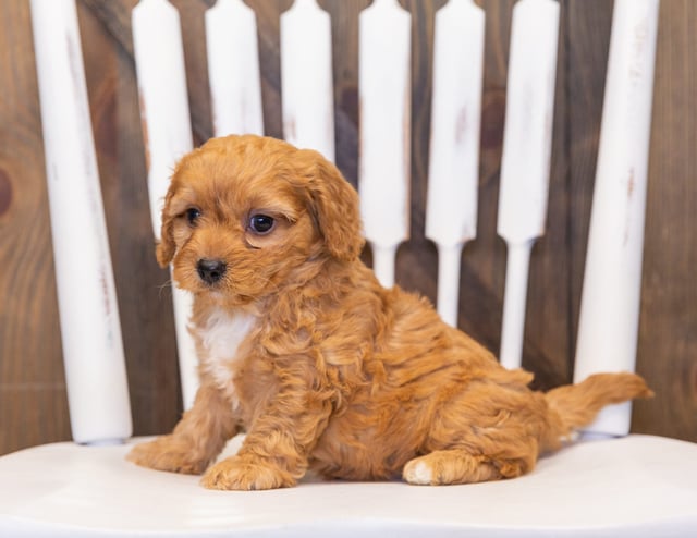 Prancer is an F1 Cavapoo that should have  and is currently living in Iowa