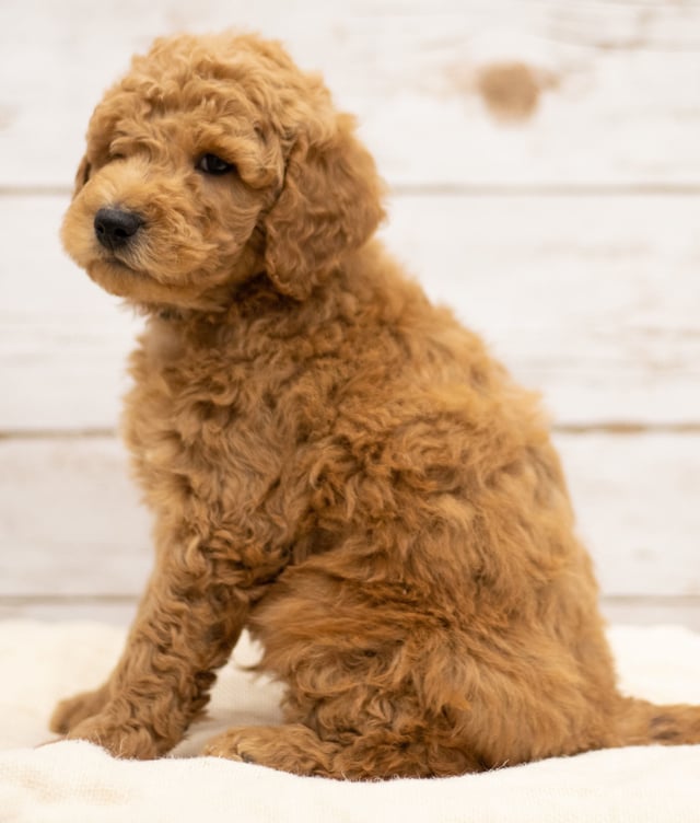 Kane is an F2B Goldendoodle that should have red and white abstract markings  and is currently living in Kansas