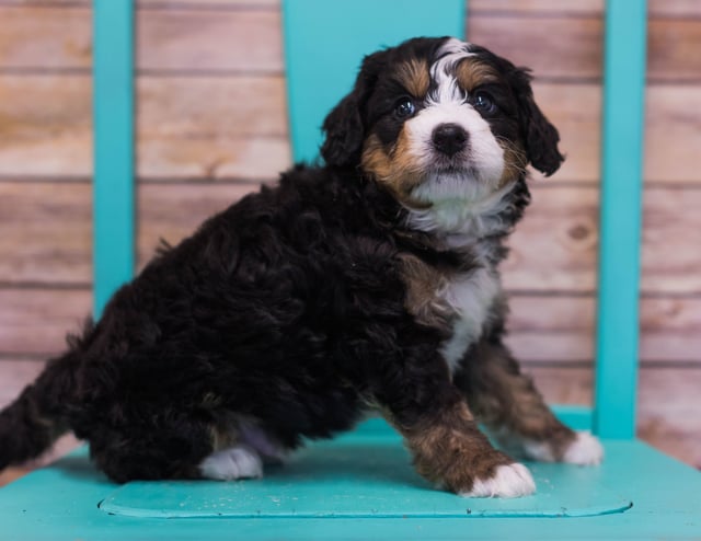 Luther came from Sasha and Stanley's litter of F1 Bernedoodles