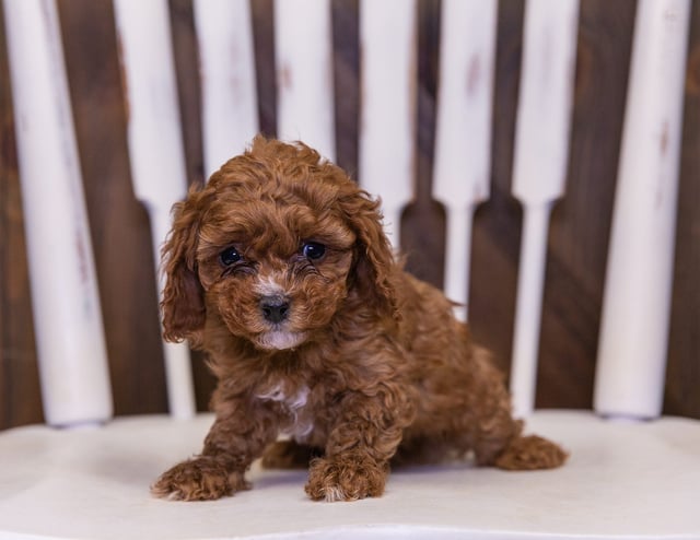 Quinn is an F1B Cavapoo that should have  and is currently living in Iowa
