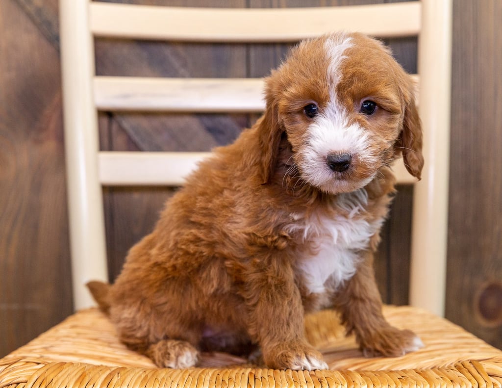 A picture of a Karen, one of our Mini Goldendoodles puppies that went to their home in Nebraska