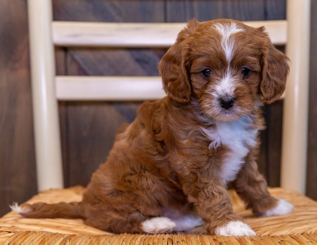 A picture of a Vanda, one of our  Cavapoos puppies that went to their home in Iowa