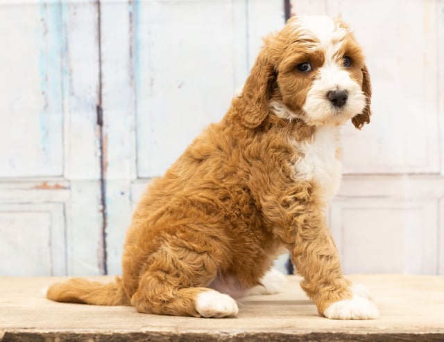 A picture of a Wag, one of our Mini Goldendoodles puppies that went to their home in Colorado