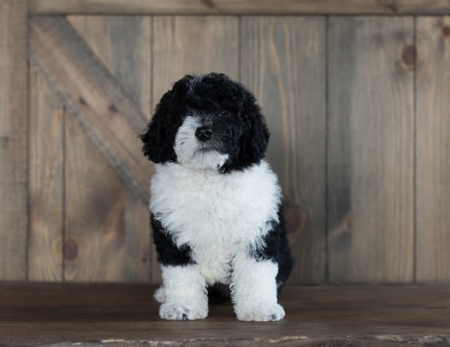 A picture of a Delilah, one of our Mini Sheepadoodles puppies that went to their home in Iowa