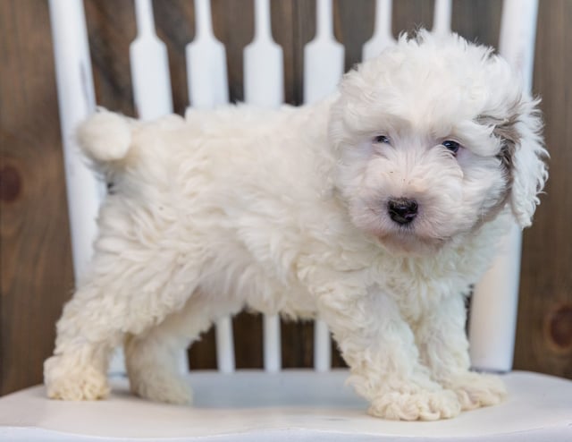 A picture of a Lucky, one of our Petite Sheepadoodles puppies that went to their home in Illinois