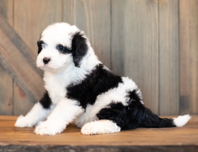 Vince is an F1 Sheepadoodle.