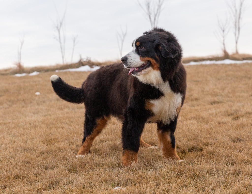 Delilah is an  Bernese Mountain Dog and a mother here at Poodles 2 Doodles, Sheepadoodle and Bernedoodle breeder from Iowa