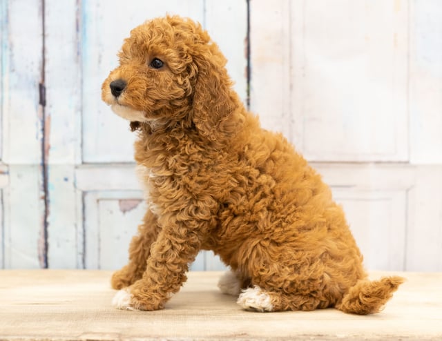 Val came from Candice and Teddy's litter of F1BB Goldendoodles