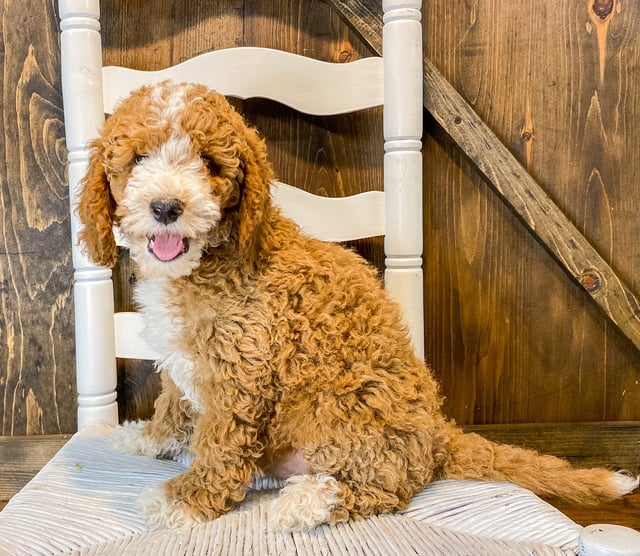 Wally is an F1BB Goldendoodle that should have  and is currently living in California