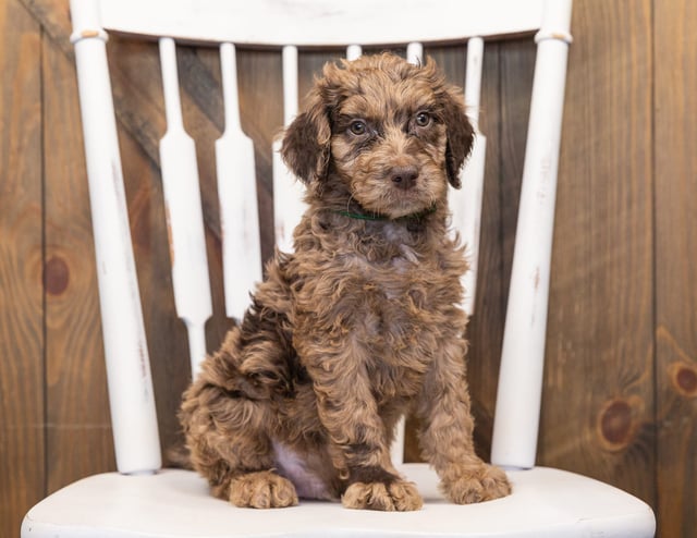 A picture of a Odie, one of our  Goldendoodles puppies that went to their home in Iowa