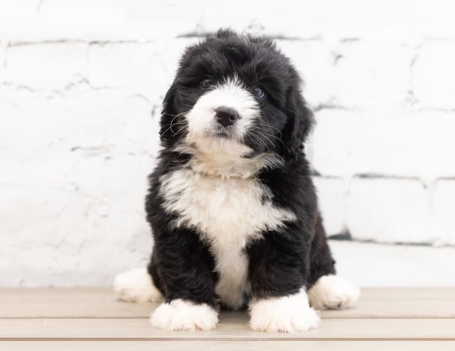 Zango came from Tyrell and Grimm's litter of F1 Bernedoodles