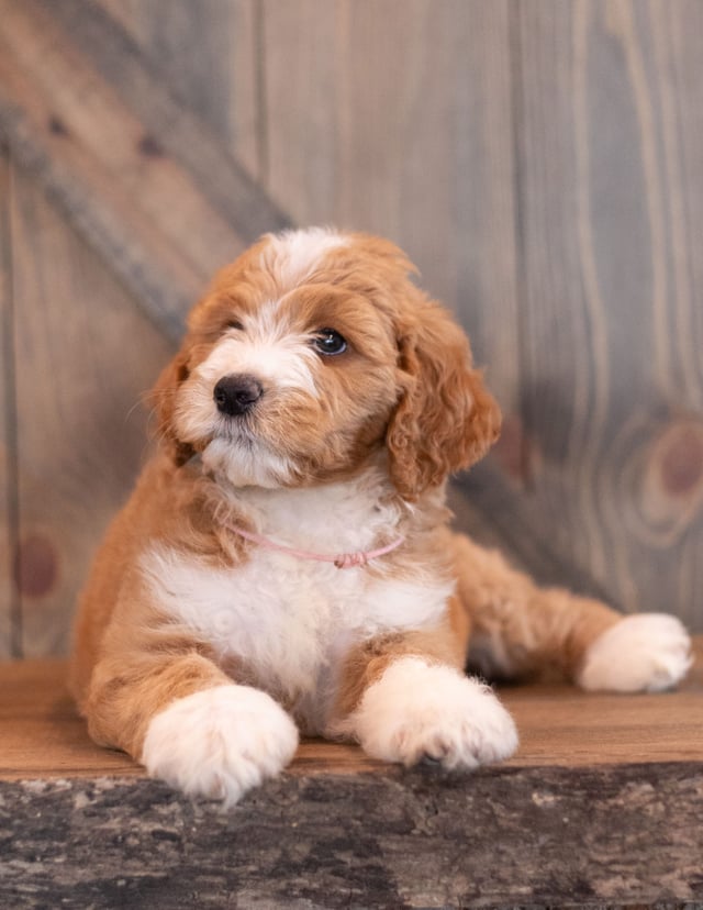 A picture of a Addie, one of our  s puppies that went to their home in Oregon