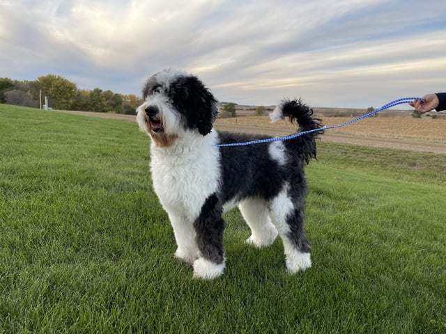 Paris is an  Sheepadoodle and a mother here at Poodles 2 Doodles, Sheepadoodle and Bernedoodle breeder from Iowa