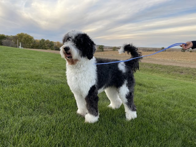 Parti sheepadoodle 2024