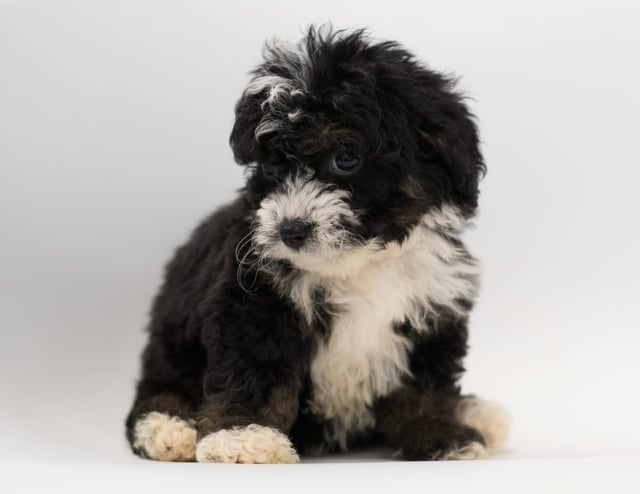 Another great picture of Birdi, a Bernedoodles puppy
