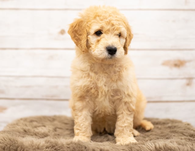 A picture of a Otis, one of our Mini Goldendoodles puppies that went to their home in Minnesota