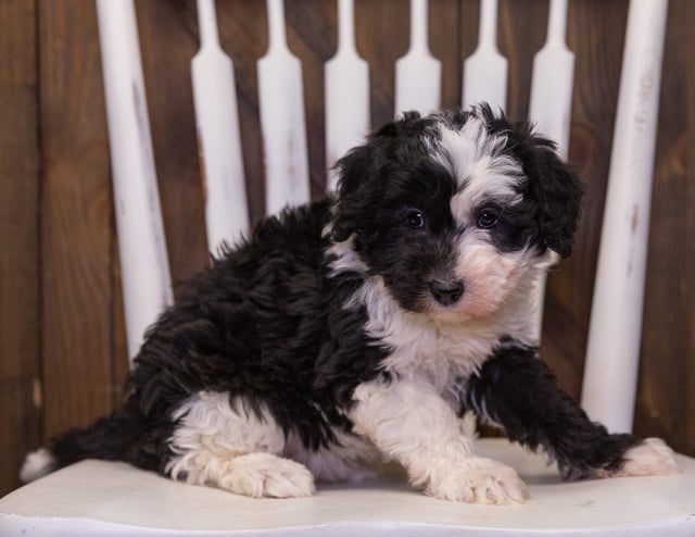 A picture of a Rachel, one of our Mini Sheepadoodles puppies that went to their home in Iowa