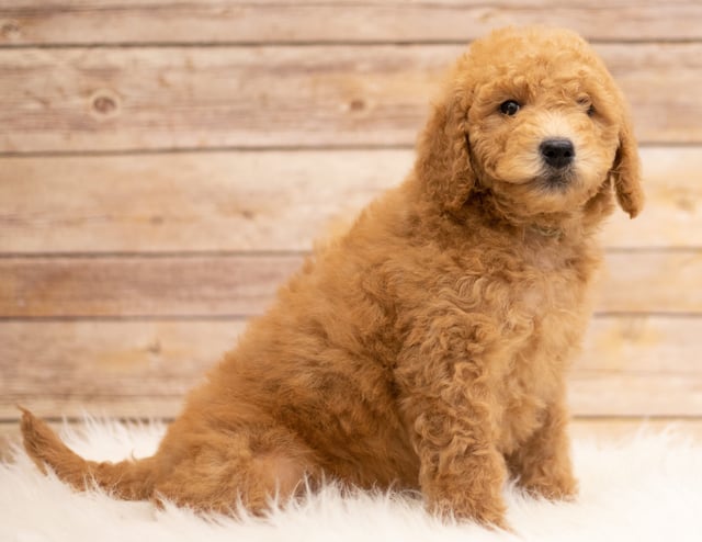Kyra came from Tatum and Teddy's litter of F2B Goldendoodles