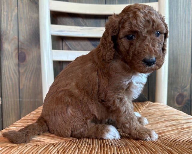 Faith is an F1B Goldendoodle for sale in Iowa.