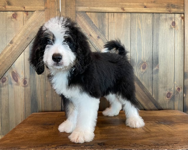 Xando is an F1 Bernedoodle for sale in Iowa.