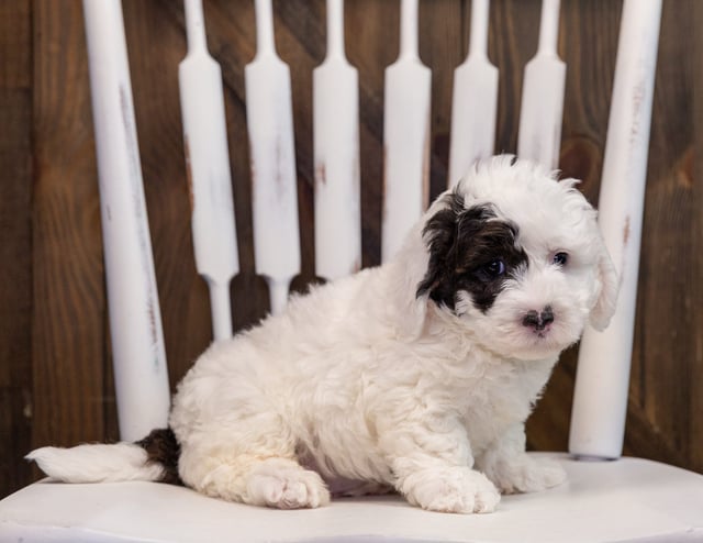 A picture of a Addie, one of our  Sheepadoodles puppies that went to their home in Mexico 