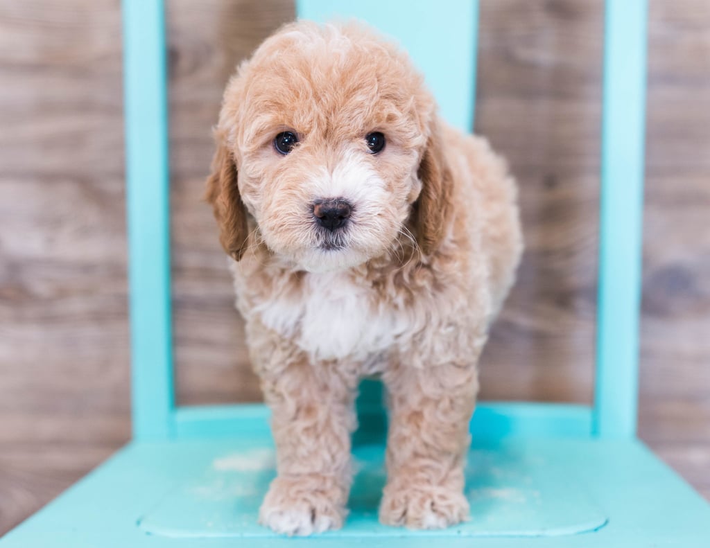 Goldendoodles bred in in United States by Poodles 2 Doodles