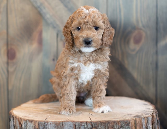 A litter of Mini Goldendoodles raised in Iowa by Poodles 2 Doodles