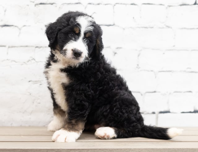 A picture of a Xena, one of our Standard Bernedoodles for sale