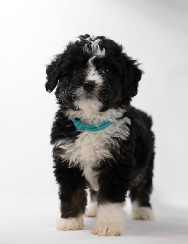 A picture of a Feni, a gorgeous Mini Bernedoodles for sale