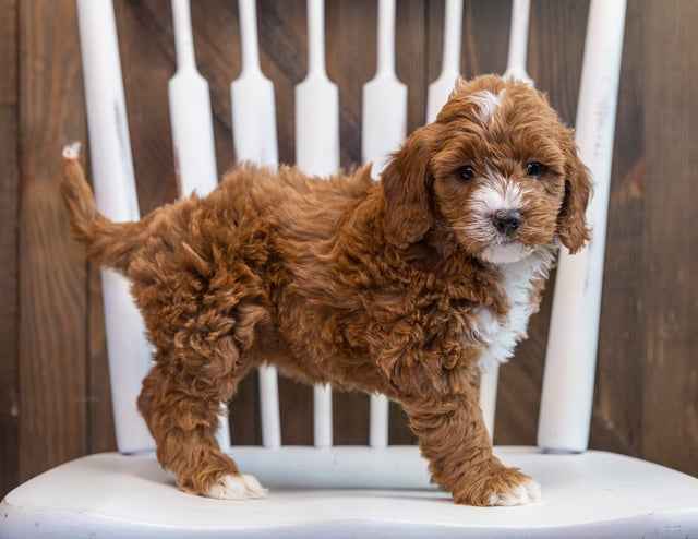 A picture of a Brenna, one of our Mini Goldendoodles puppies that went to their home in Arizona