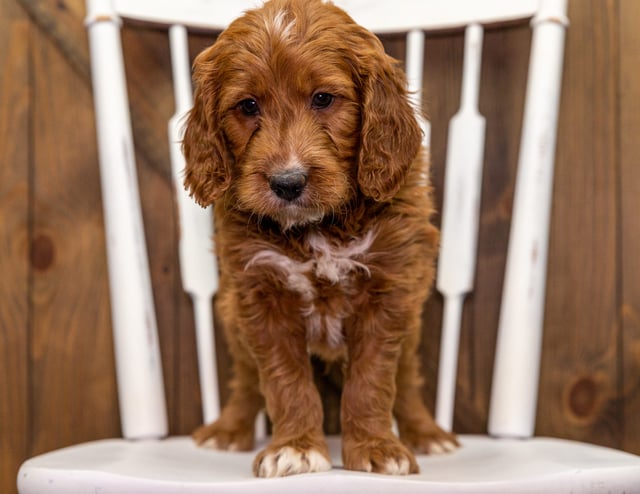 A picture of a Yoyo, a gorgeous Mini Goldendoodles for sale