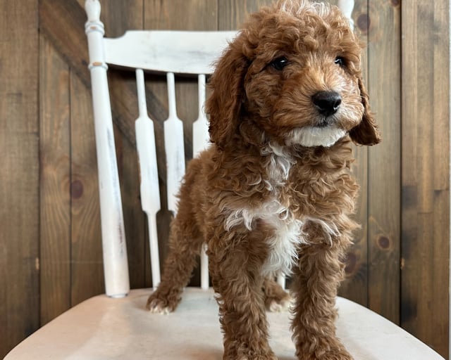 Olaf is an F1BB Goldendoodle that should have  and is currently living in Iowa
