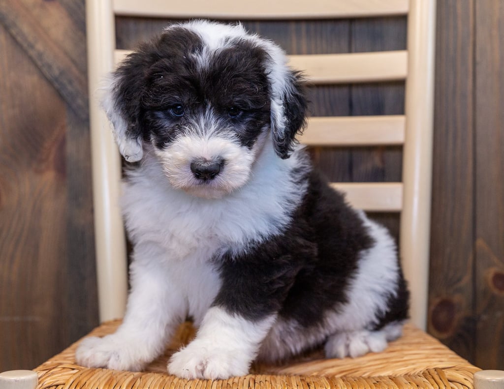 Moose is an F1 Sheepadoodle that should have  and is currently living in Iowa