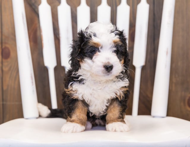 Quinnie came from Percy and Stanley's litter of F1 Bernedoodles