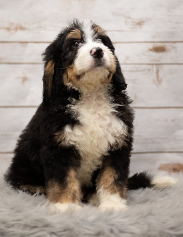 A picture of a Ink, one of our Standard Bernedoodles puppies that went to their home in Iowa