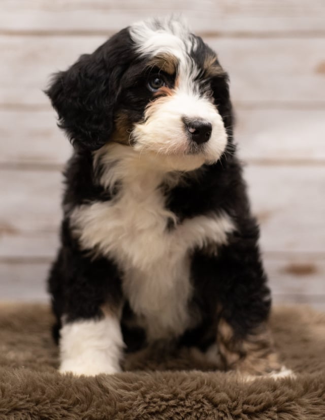 A picture of a Ivy, a gorgeous Standard Bernedoodles for sale