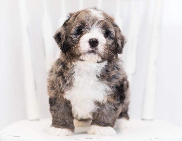Another great picture of KJ, a Bernedoodles puppy