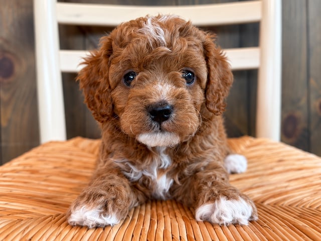 A picture of a Griffin, a gorgeous Petite Cavapoos for sale