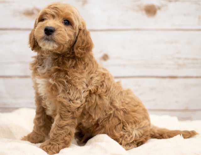 Karel came from Tatum and Teddy's litter of F2B Goldendoodles